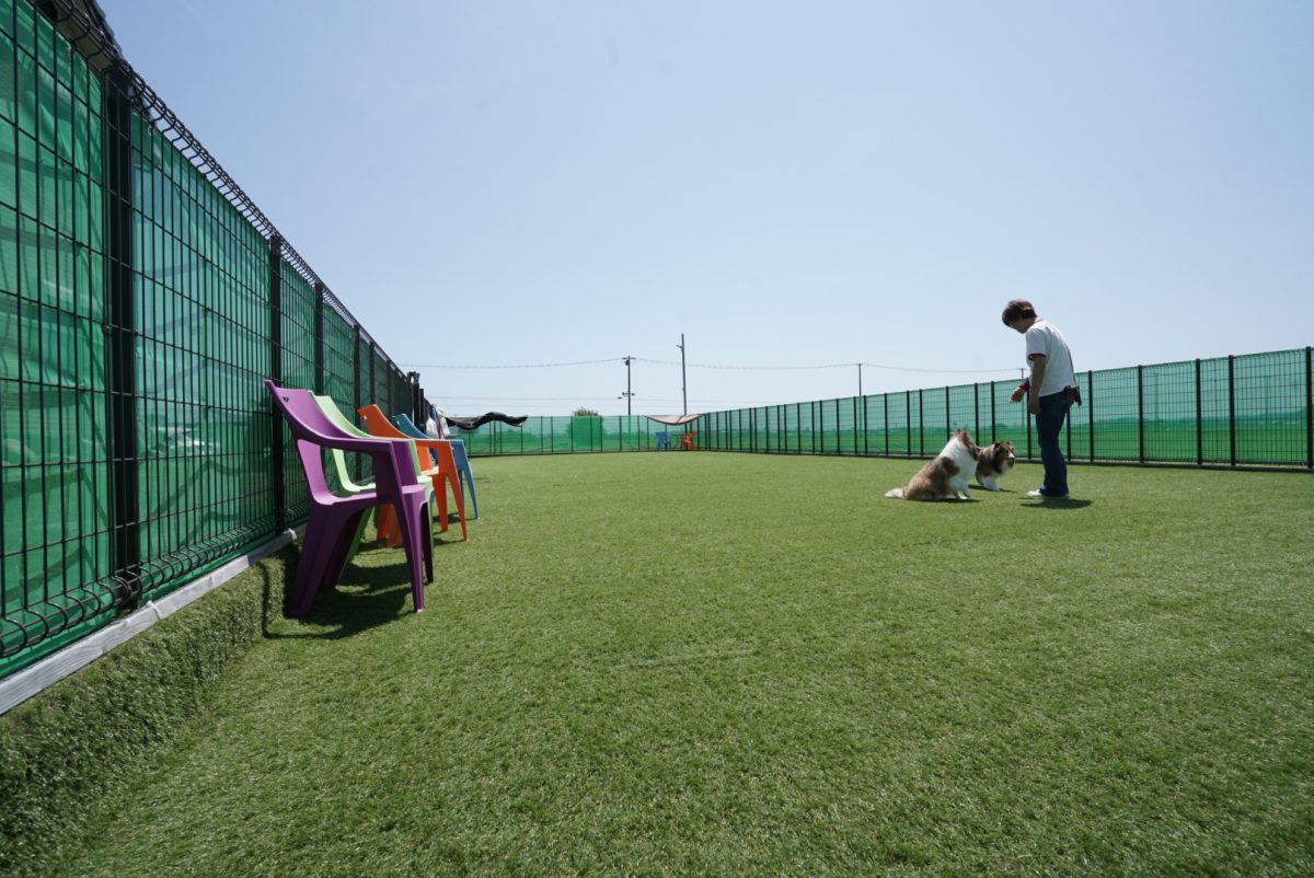 心で学び、脳を育てる。愛犬との絆を育てる「犬の幼稚園」へようこそ！