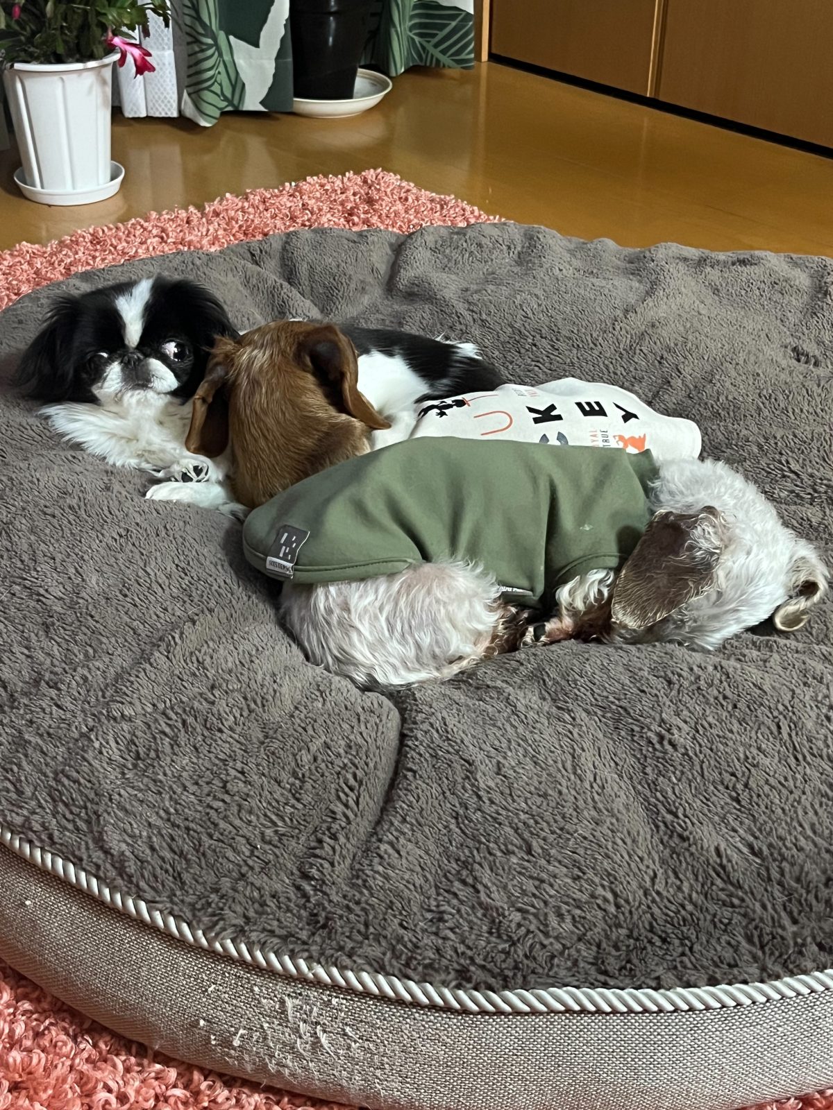 今日の幼稚園はお休みです♪