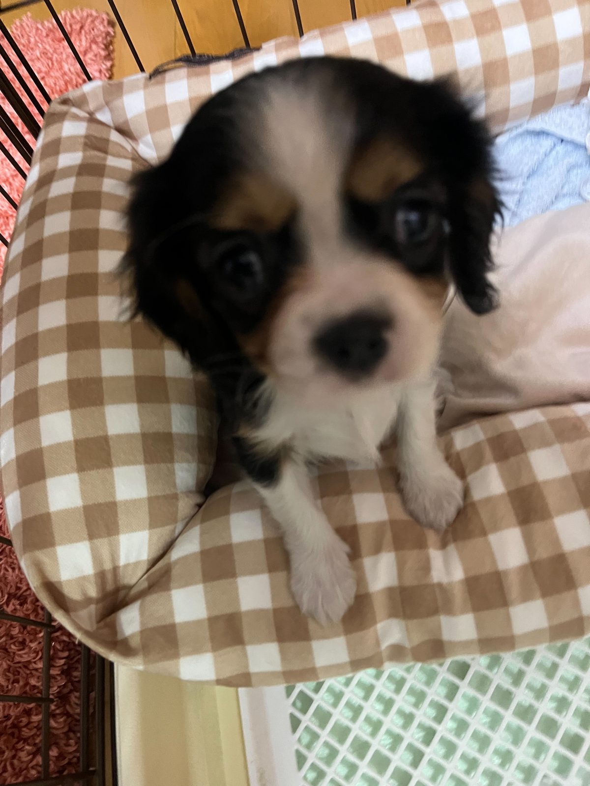 新しい家族が増えました✨️