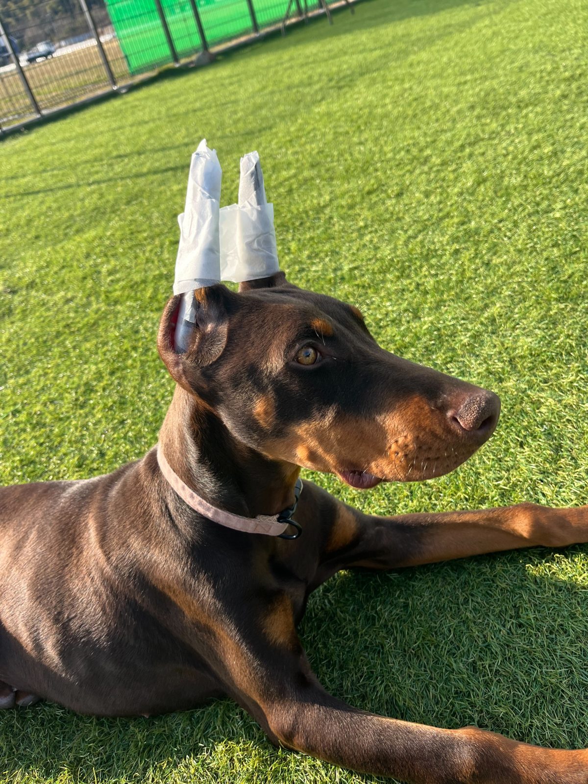 新入園のひよこちゃん＆久しぶりの仲間も大集合！